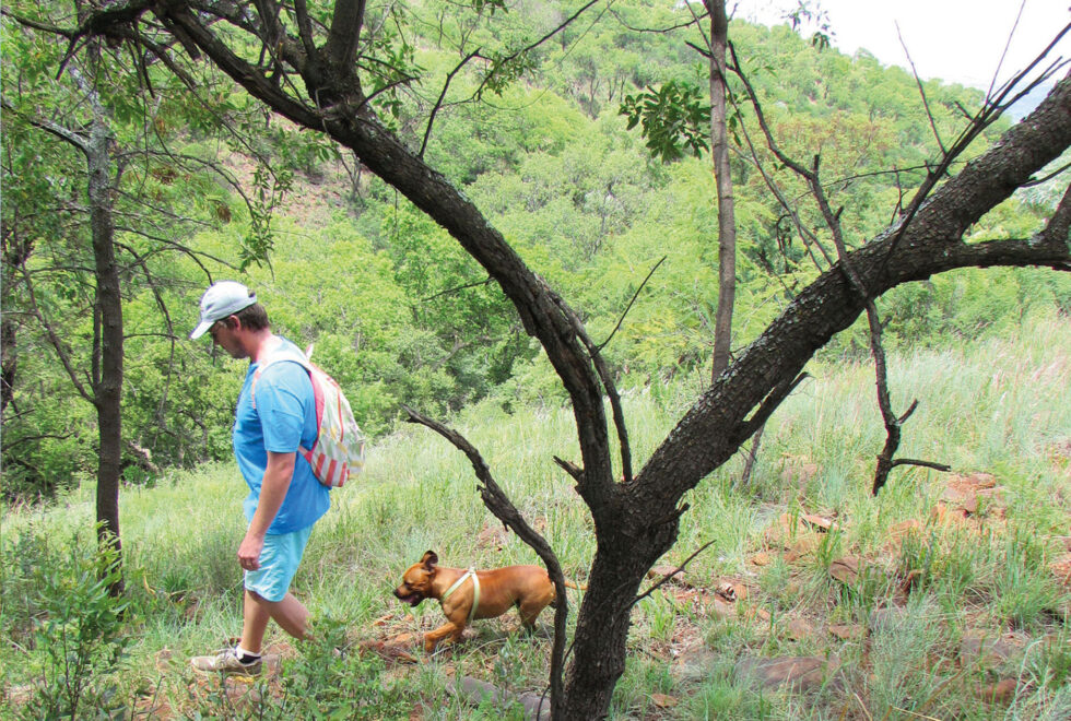 Pet Friendly Walks and Hikes Saamrus Guest Farm, Magaliesburg